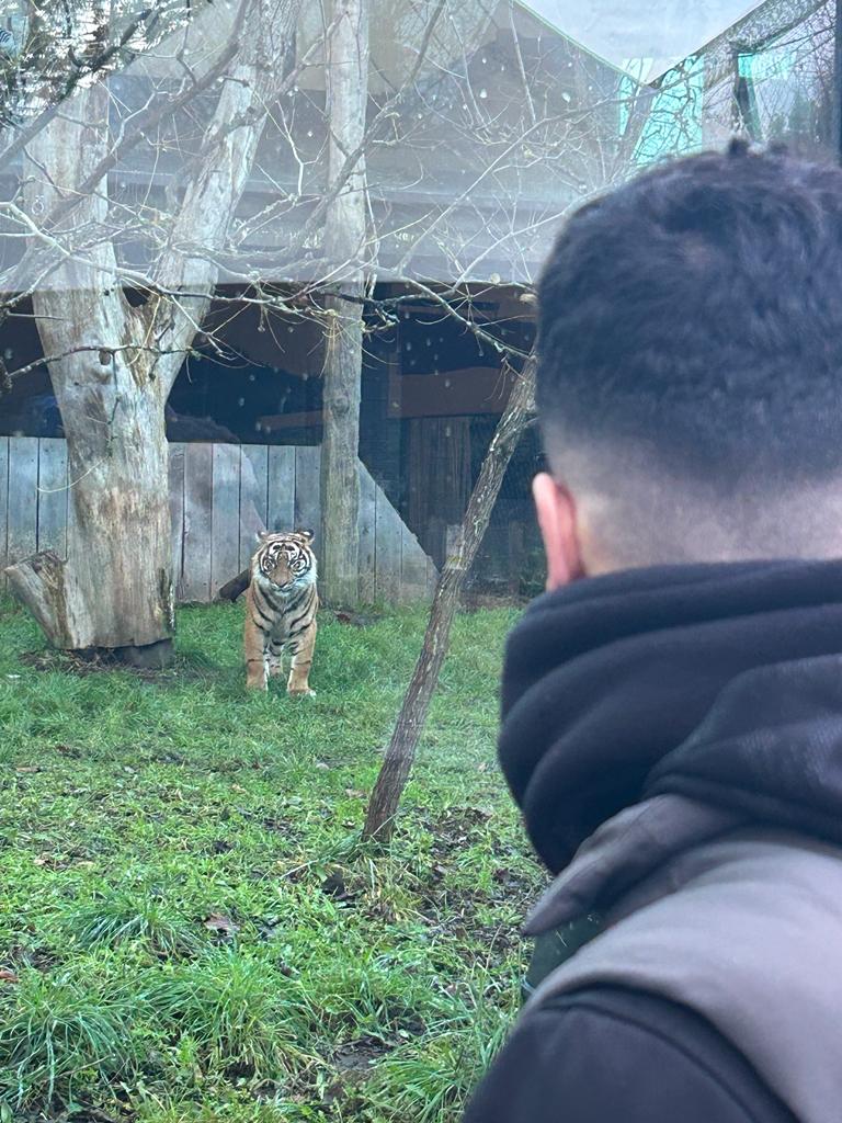 A JUMP young person looks at a lion at London Zoo.